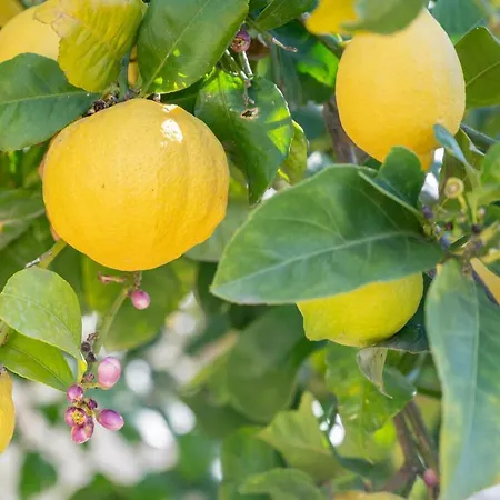 Villa La Palmera Pollença