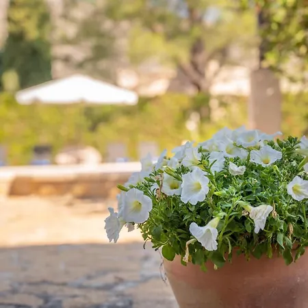 La Palmera Pollença