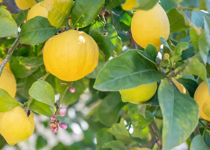 Villa La Palmera Pollenca